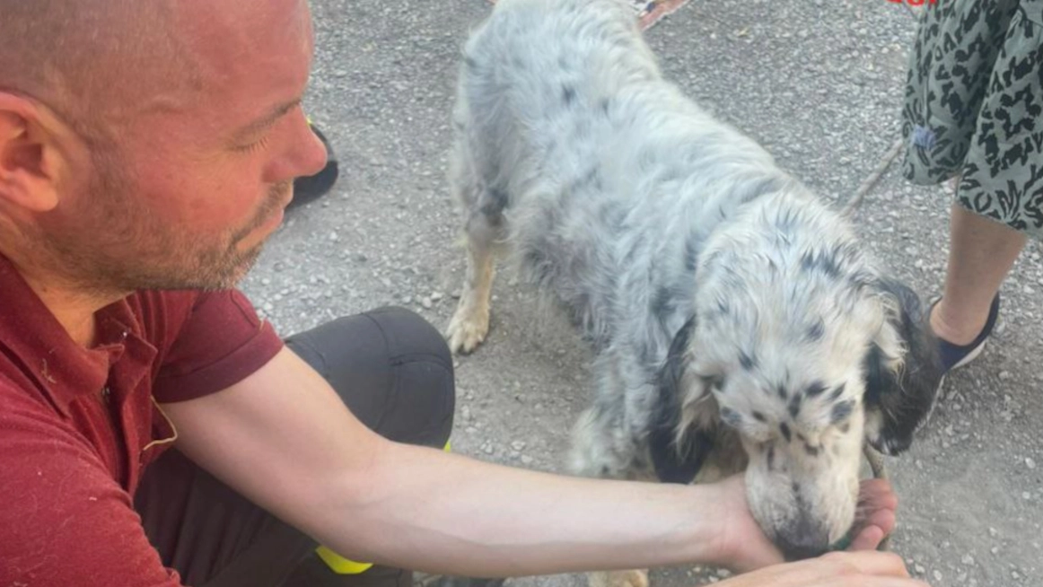 Il cane salvato e rifocillato dai vigili del fuoco Il cane salvato e rifocillato dai vigili del fuoco