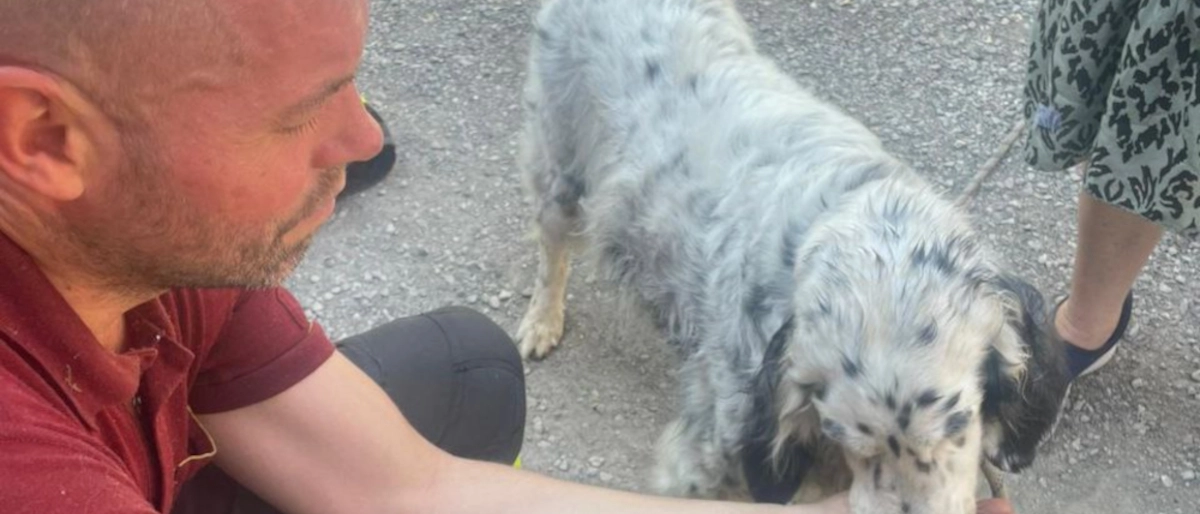 Paderno, cane precipita in un dirupo per 50 metri: salvato dai vigili del fuoco