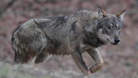 Caccia al lupo in Svezia da oggi (tra le polemiche). “Il governo vuol dimezzare la popolazione del predatore”