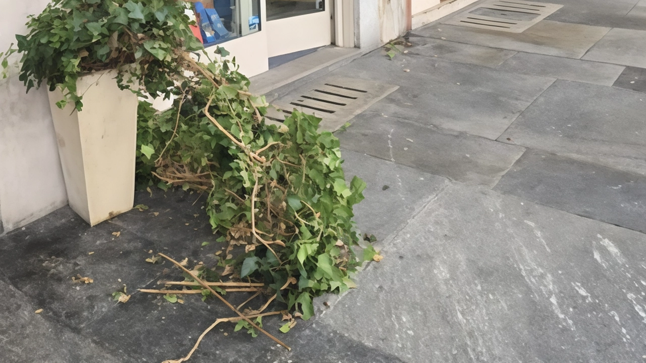 Danneggiate nottetempo le piante ornamentali del negozio Sguazzini uno degli esercizi commerciali storici della città Danneggiate nottetempo le piante ornamentali del negozio Sguazzini uno degli esercizi commerciali storici della città