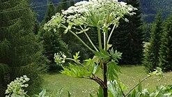 Il Panace di Mantegazza: una pianta altamente pericolosa capace di provocare gravi ustioni cutanee al semplice contatto, è nel... Il Panace di Mantegazza: una pianta altamente pericolosa capace di provocare gravi ustioni cutanee al semplice contatto, è nel...