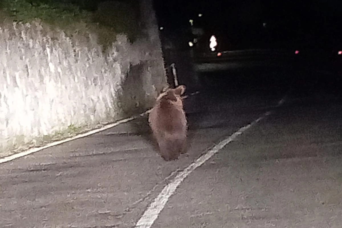 L'orso avvistato a Fresine di Cevo, in Val Camonica