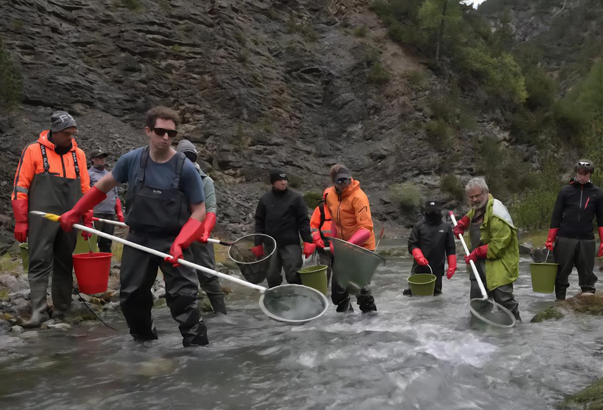 Veleni nel fiume. Volo in elicottero salva 12mila trote