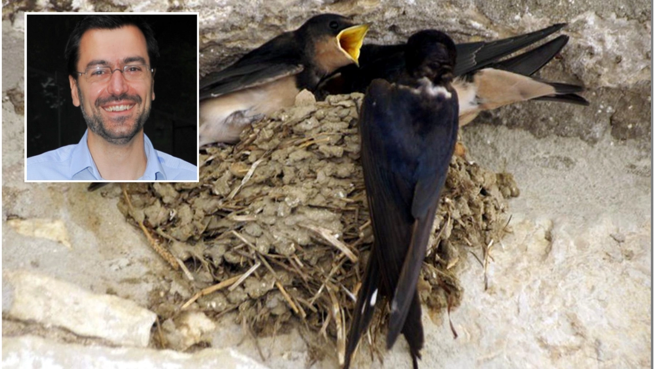 Il sindaco Lorenzo Radice e un nido di rondini