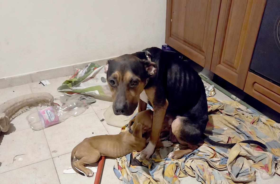 In casa senza cibo da settimane. Salvati due cani e due gatti