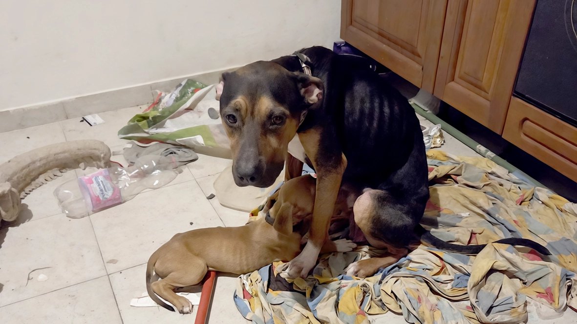 Due cani, un cucciolo di pochi mesi e la sua mamma, e due gatti abbandonati da settimane in casa... Due cani, un cucciolo di pochi mesi e la sua mamma, e due gatti abbandonati da settimane in casa...