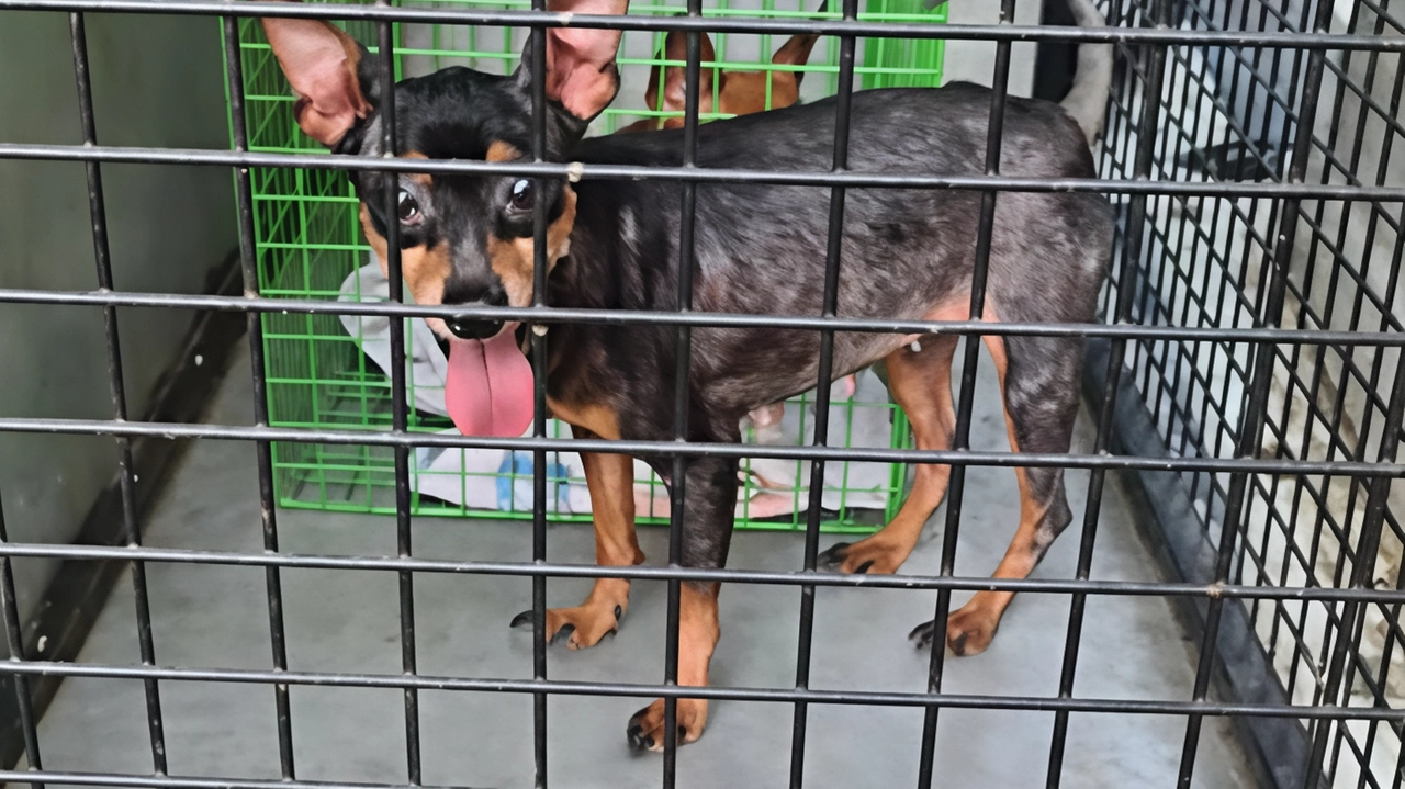 I quattro simil pinscher sono stati trovati senza cibo e tra le loro deiezioni I quattro simil pinscher sono stati trovati senza cibo e tra le loro deiezioni