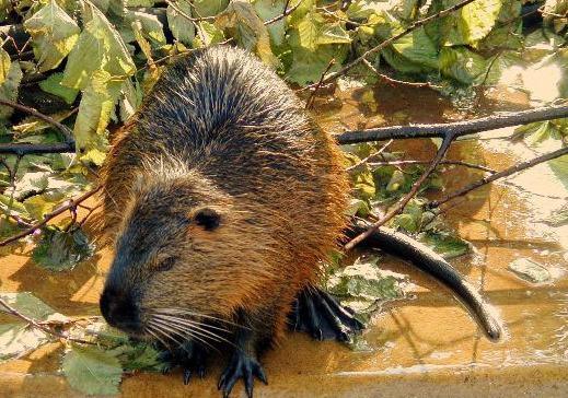 Parabiago allarme da Ilgiorno.it parabiago allarme per gli spari nella notte ma servivano solo per allontanare le nutrie