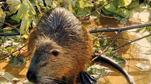 Le nutrie sono presenti in gran numero nella zona del fiume