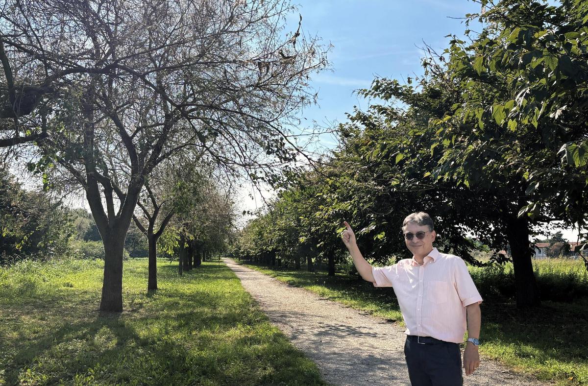 Insetto divora le foglie degli alberi. Scattata la disinfestazione sui gelsi Insetto divora le foglie degli alberi. Scattata la disinfestazione sui gelsi