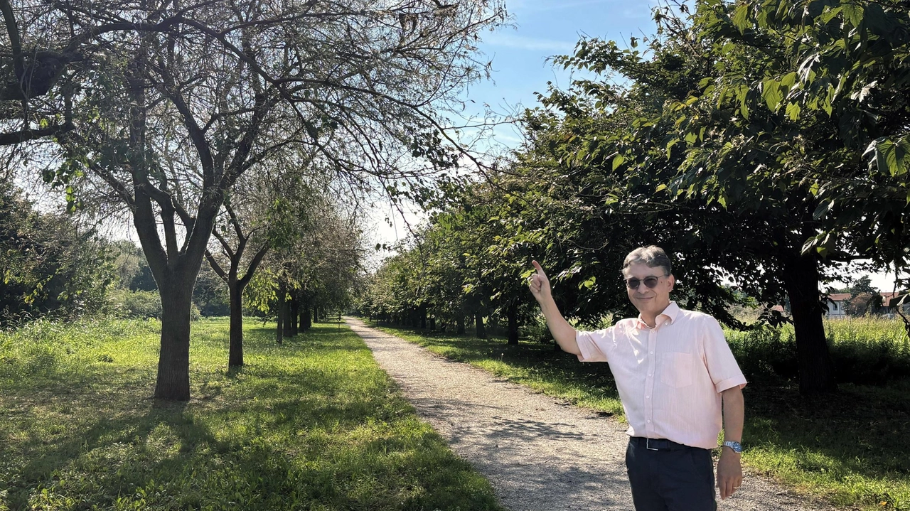 Il lepidottero divora le foglie e crea enormi tele sulle piante che lo ospitano