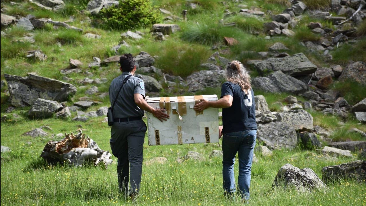 Il giovane maschio di aquila reale è stato liberato in Val Fontana Il giovane maschio di aquila reale è stato liberato in Val Fontana