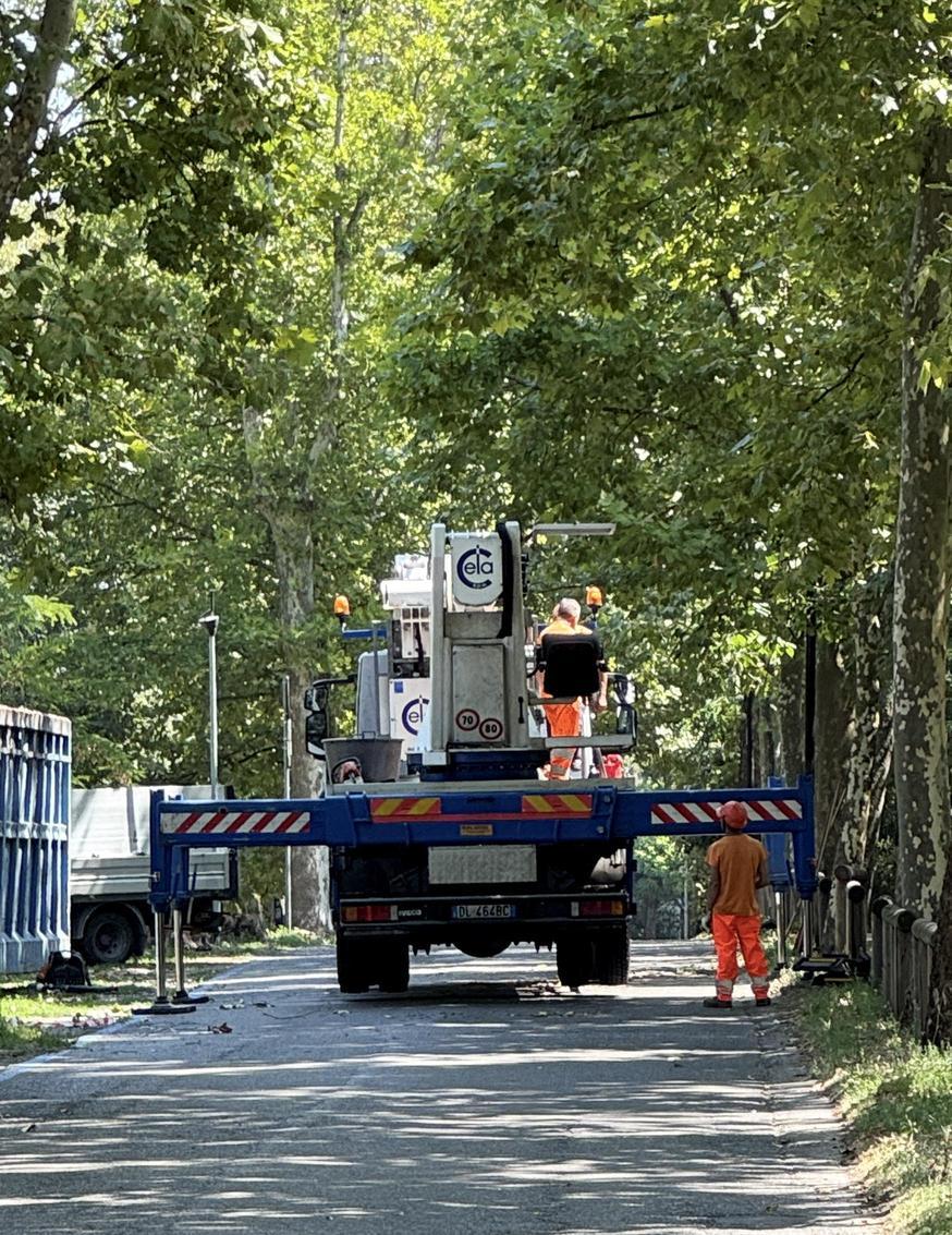 abbattuti i primi sei alberi ammalati