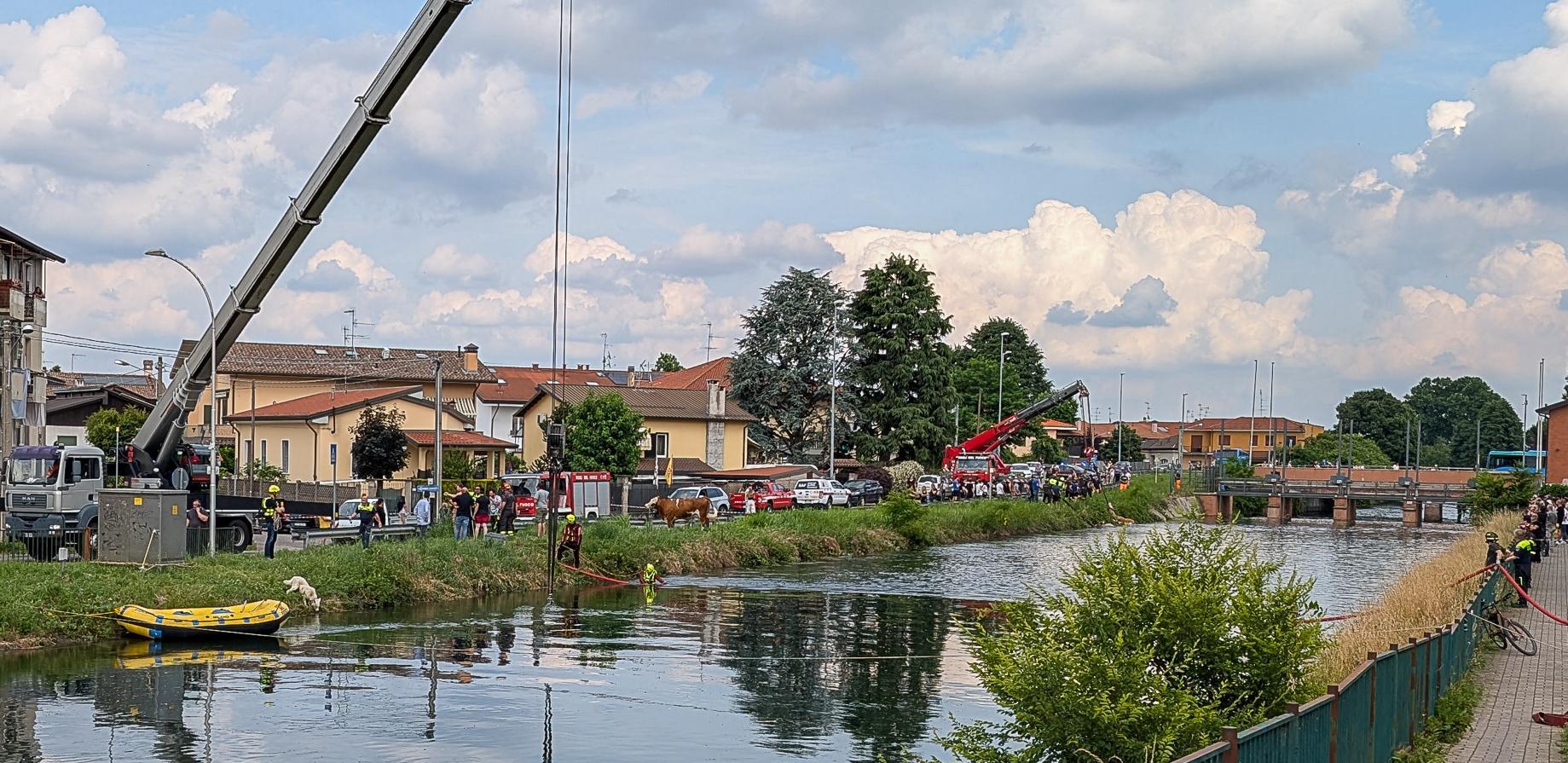 Mucche cadono nel canale. Una decina finisce affogata Mucche cadono nel canale. Una decina finisce affogata