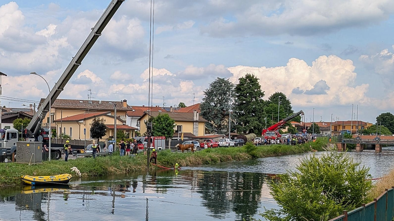 Un’insolita scena ha attirato l’attenzione dei residenti lungo il canale Villoresi: una trentina di mucche è finita in acqua... Un’insolita scena ha attirato l’attenzione dei residenti lungo il canale Villoresi: una trentina di mucche è finita in acqua...