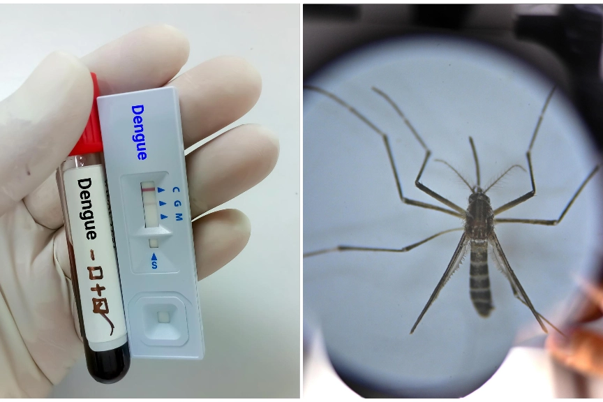 Test dengue e, a destra, la zanzara vettore della malattia