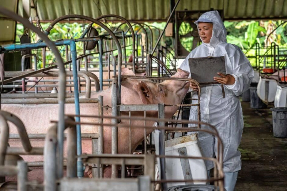 I veterinari seguono le operazioni che porteranno alla macellazione anche con controlli all'interno degli allevamenti (Archivio)