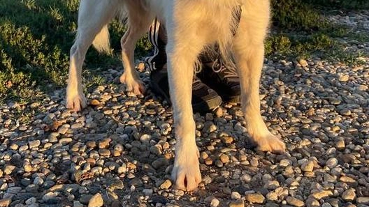 Dal canile l’appello per Kimba È un meticcio di dieci anni più volte adottato e abbandonato ora è diventato diffidente Dal canile l’appello per Kimba È un meticcio di dieci anni più volte adottato e abbandonato ora è diventato diffidente