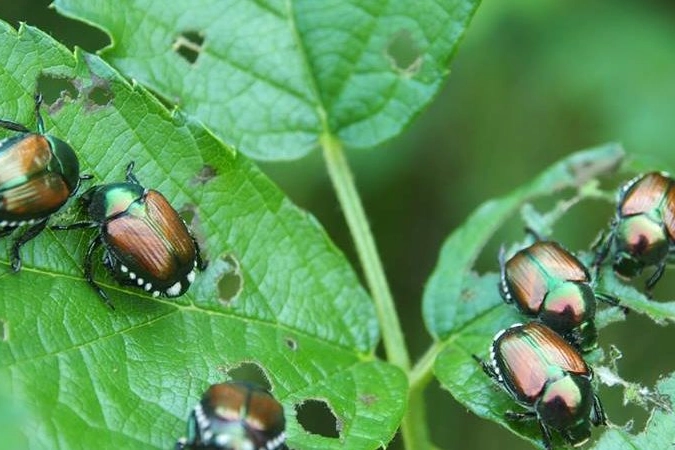 La Popilia Japonica è un pericolo per l’agricoltura