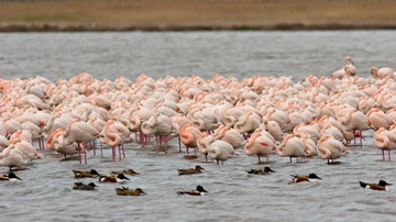 Primavera delle Oasi 2025, alla scoperta della ricchezza della natura insieme al Wwf