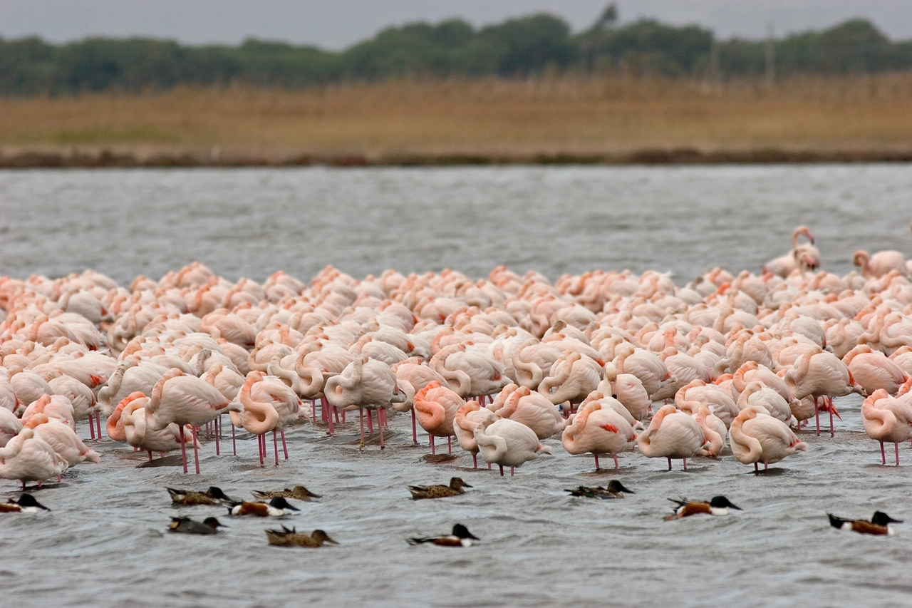 Fenicotteri rosa nell'oasi Wwf ad Orbetello, in Toscana (FCianchi)