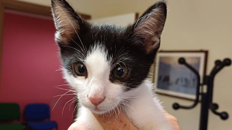 Il gatto abbandonato a Galbiate Il gatto abbandonato a Galbiate