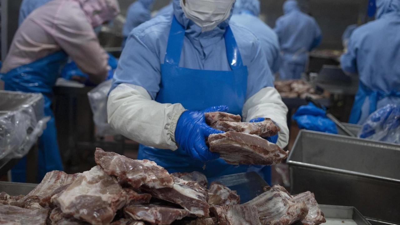 La Cina ha stabilito "in via preliminare" che le importazioni di carne suina e derivati dall'Ue costituiscono dumping, decidendo "l'entrata... La Cina ha stabilito "in via preliminare" che le importazioni di carne suina e derivati dall'Ue costituiscono dumping, decidendo "l'entrata...