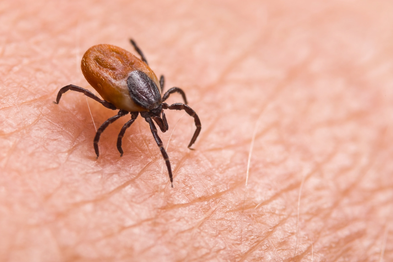 Zecche sull'uomo: il vero rischio è il rigurgito, mette in guardia il naturalista Nicola Bressi