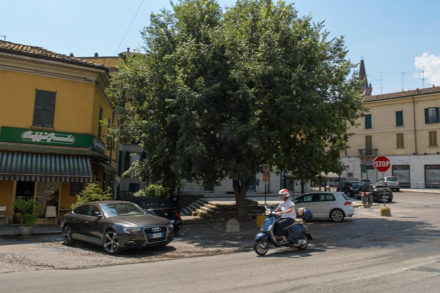 La battaglia per salvare il bagolaro. Cento firme e l’appello: non tagliatelo La battaglia per salvare il bagolaro. Cento firme e l’appello: non tagliatelo