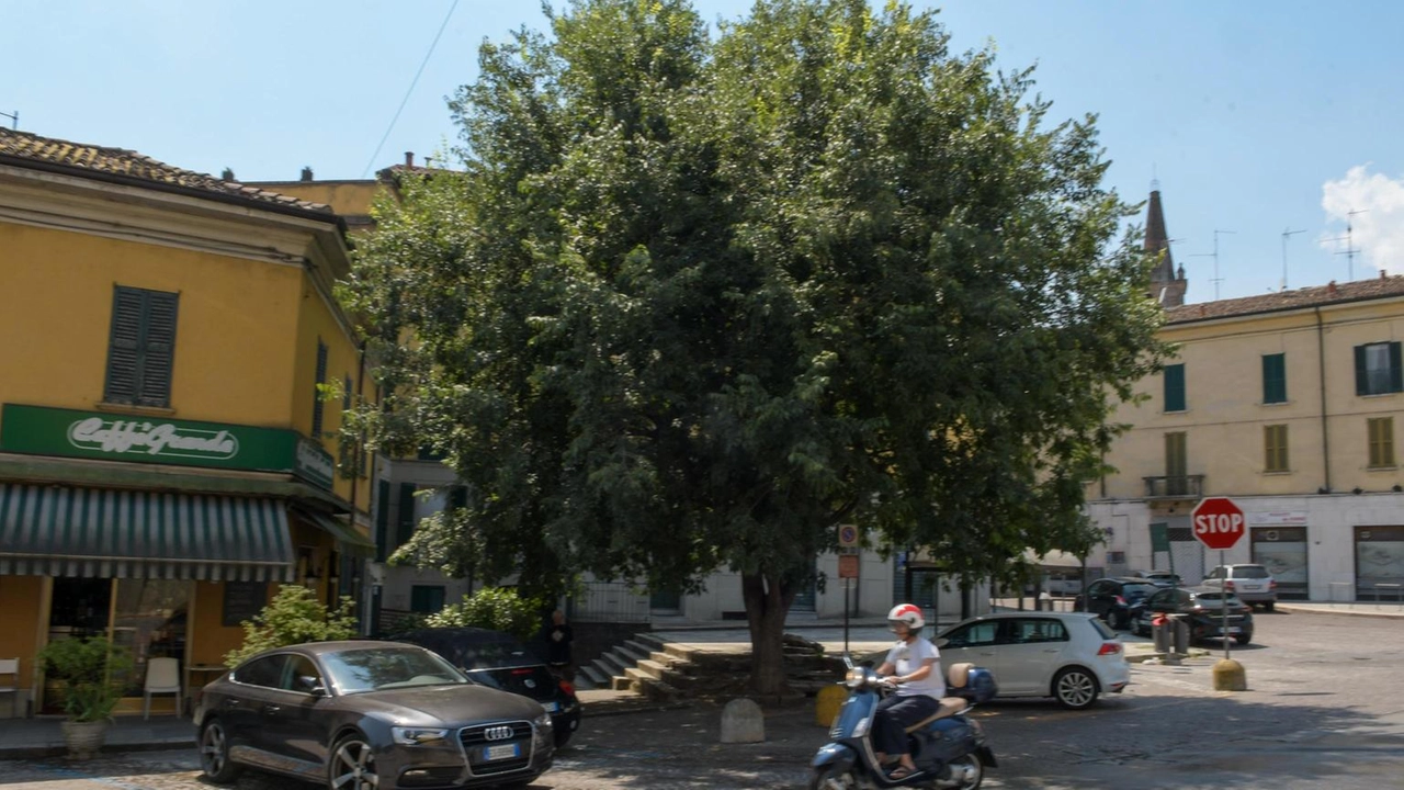 Il bagolaro di piazza Garibaldi per il Comune deve essere “sacrificato“ nell’ambito del restyling Il bagolaro di piazza Garibaldi per il Comune deve essere “sacrificato“ nell’ambito del restyling