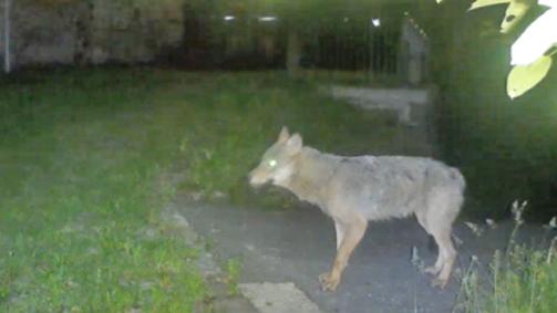 Lupi nel mirino degli allevatori bergamaschi : “Uccidono i nostri animali e mettono a rischio le nostre attività” Lupi nel mirino degli allevatori bergamaschi : “Uccidono i nostri animali e mettono a rischio le nostre attività”
