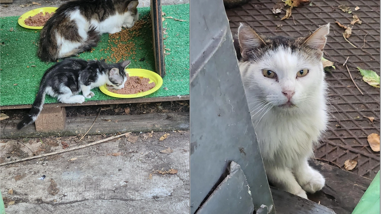 Sono una trentina i gatti ospitati nella colonia di via San Dionigi Sono una trentina i gatti ospitati nella colonia di via San Dionigi
