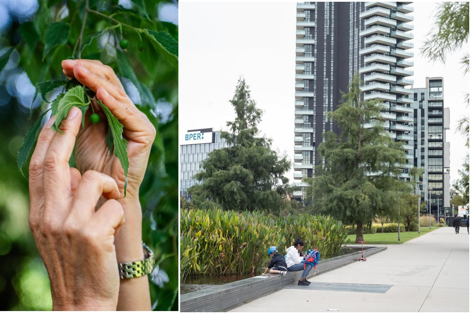 a milano 30mila alberi avranno un gemello virtuale ecco perch233