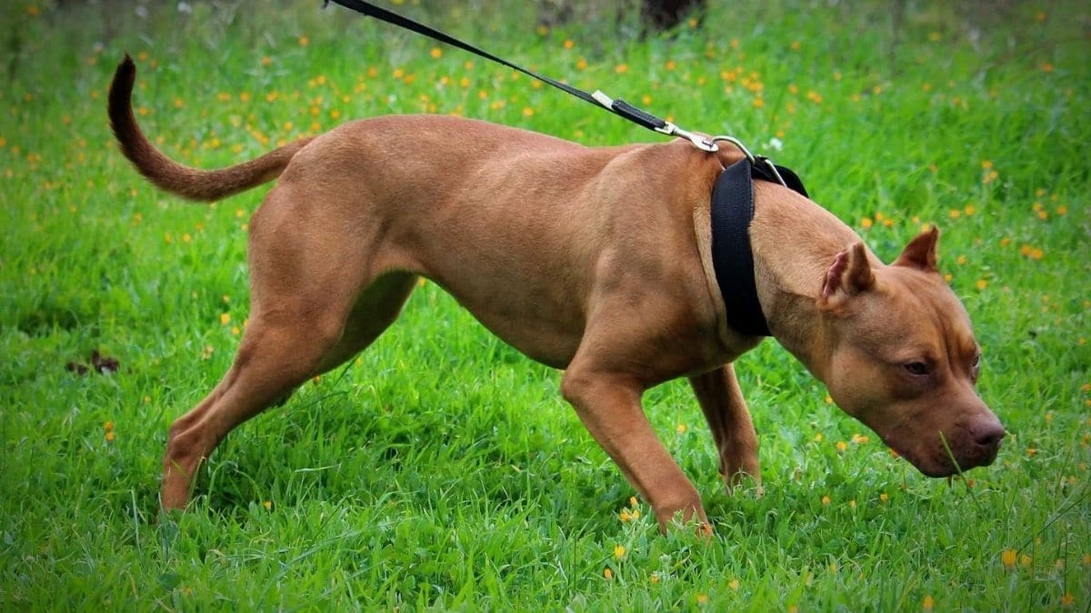 Il pitbull, picchiato dal 26enne, è stato affidato al servizio veterinario dell’Ats del capoluogo