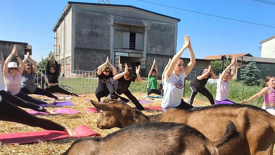 Proposte green e tappa ai Runchett di Ronco, dove si fa meditazione fra stalla e buona tavola Proposte green e tappa ai Runchett di Ronco, dove si fa meditazione fra stalla e buona tavola