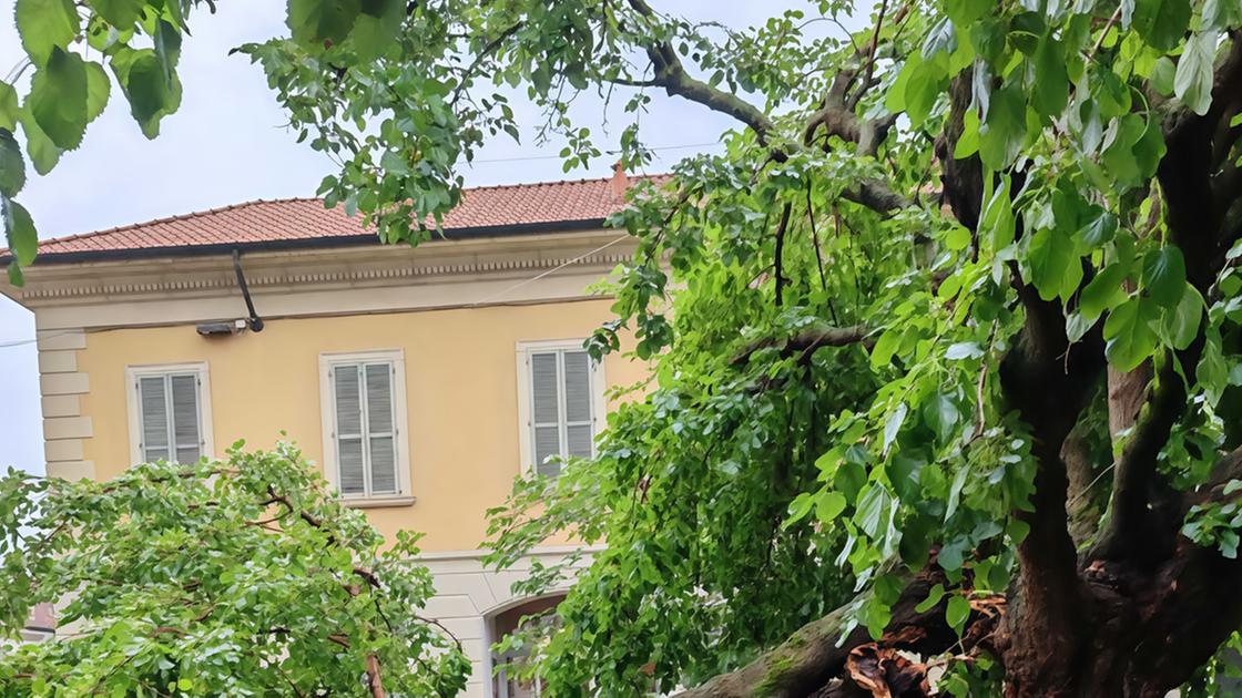 gelso di 130 anni danneggiato dal nubifragio da Ilgiorno.it gelso di 130 anni danneggiato dal nubifragio