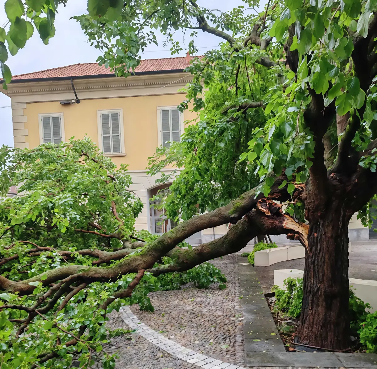 Cernusco, gelso di piazza Matteotti danneggiato dal nubifragio