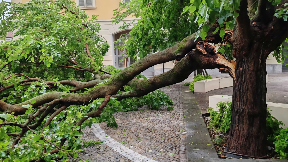 Cernusco, il nubifragio danneggia il gelso di piazza Matteotti