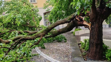 Cernusco, gelso di piazza Matteotti danneggiato dal nubifragio