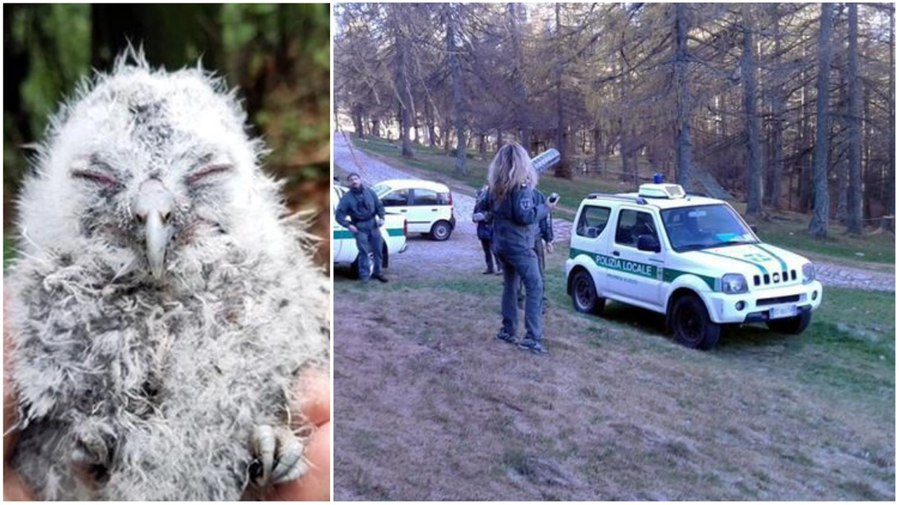 L'allocco salvato e gli agenti della polizia provinciale di Lecco L'allocco salvato e gli agenti della polizia provinciale di Lecco