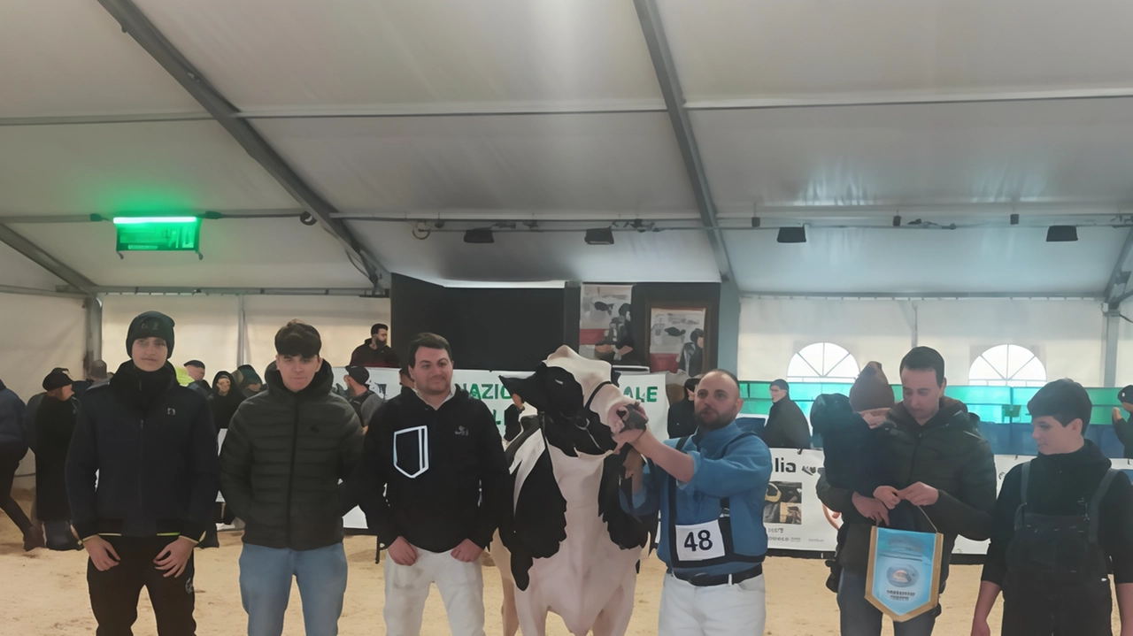 La mucca “Betty“ frisona italiana di tre anni e mezzo dell’azienda Rota ha vinto la mostra concorso La mucca “Betty“ frisona italiana di tre anni e mezzo dell’azienda Rota ha vinto la mostra concorso