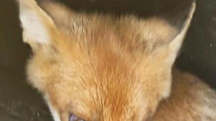 CENATE SOPRA (Bergamo) L’estate è il periodo peggiore per gli animali domestici, soprattutto cani e gatti, che spesso vengono abbandonati... CENATE SOPRA (Bergamo) L’estate è il periodo peggiore per gli animali domestici, soprattutto cani e gatti, che spesso vengono abbandonati...
