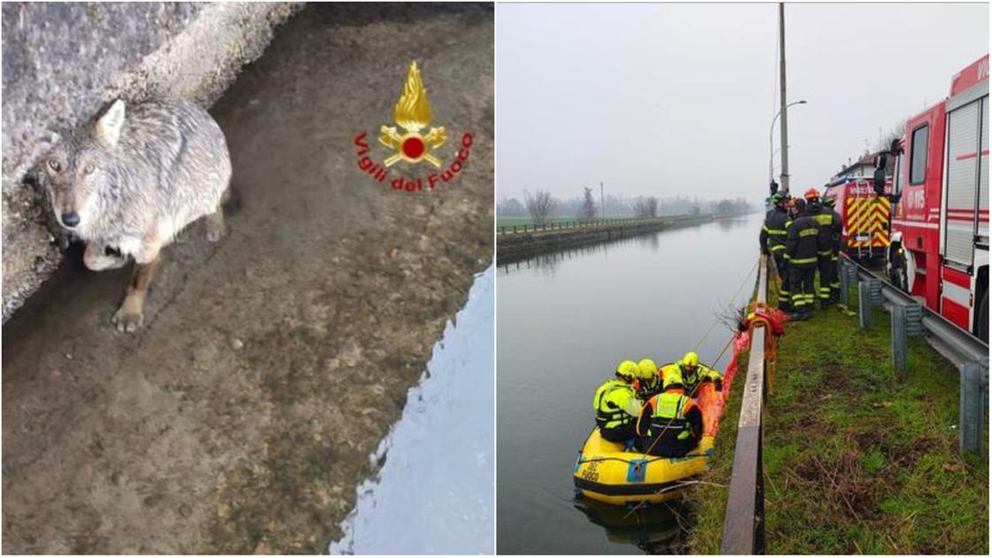 lupo salvato acque rovigo
