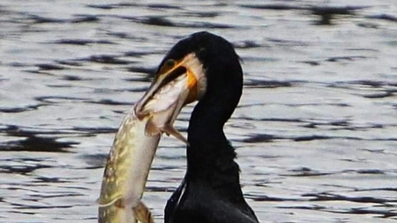 Un cormorano durante il suo pranzo a base di pesce di lago Un cormorano durante il suo pranzo a base di pesce di lago