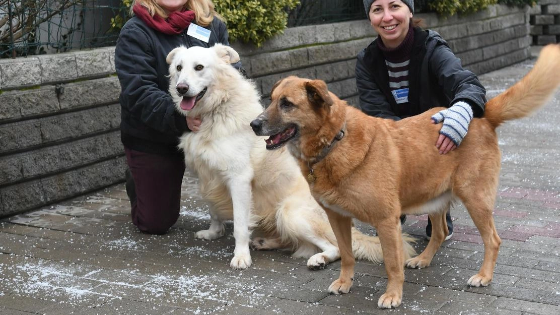 Un nuovo allarme parte dalla Lega per la Difesa del cane e dal rifugio di Segrate: «Comuni che non hanno più luoghi dove portare i randagi» Un nuovo allarme parte dalla Lega per la Difesa del cane e dal rifugio di Segrate: «Comuni che non hanno più luoghi dove portare i randagi»
