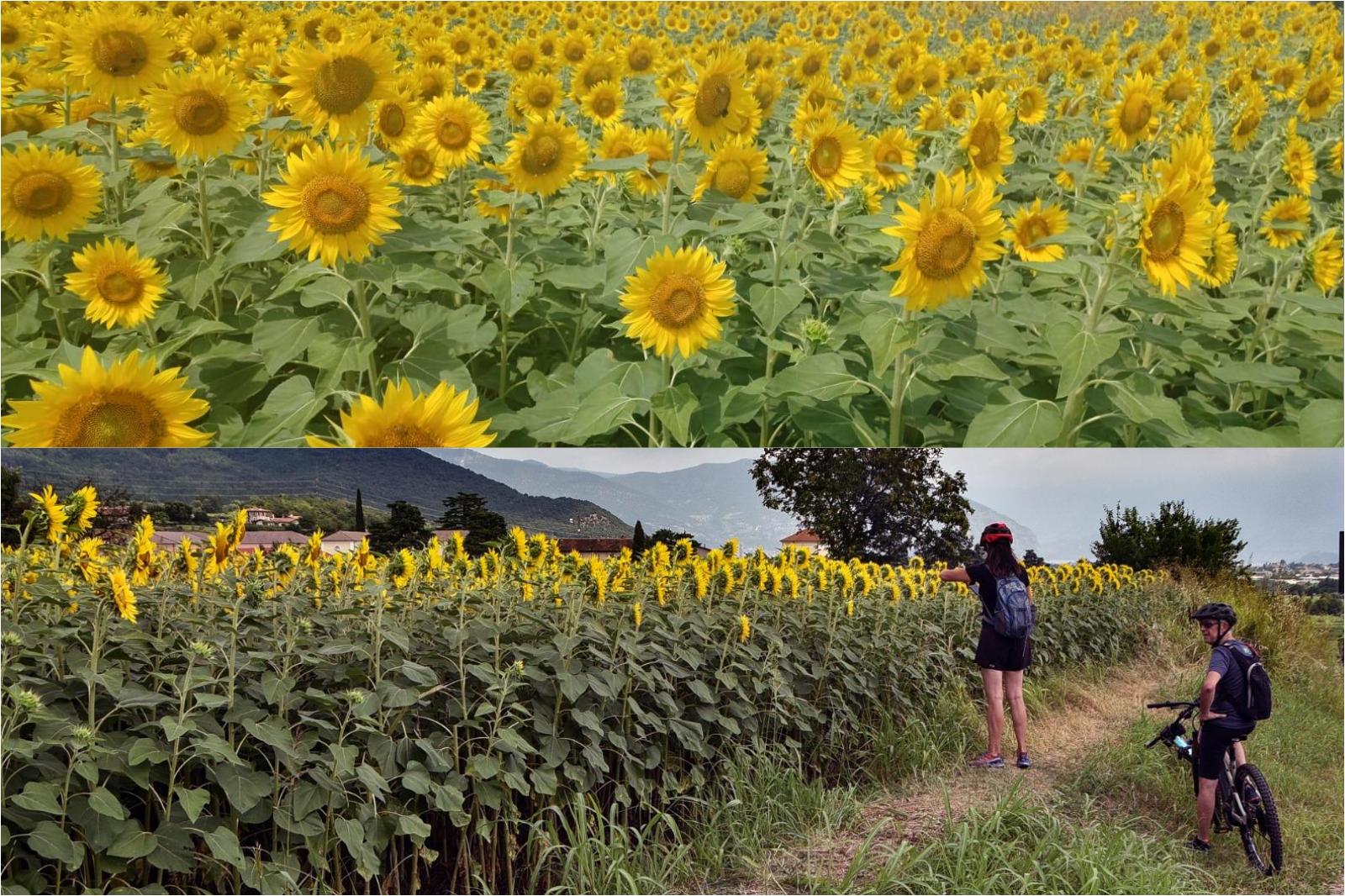 Campo di girasoli di Adro, la sconfinata distesa dorata in Franciacorta conquista i social: “Un incanto” Campo di girasoli di Adro, la sconfinata distesa dorata in Franciacorta conquista i social: “Un incanto”