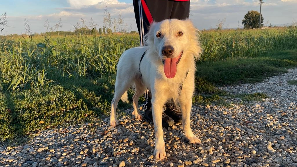 Kimba lancia un appello per essere adottato Kimba lancia un appello per essere adottato