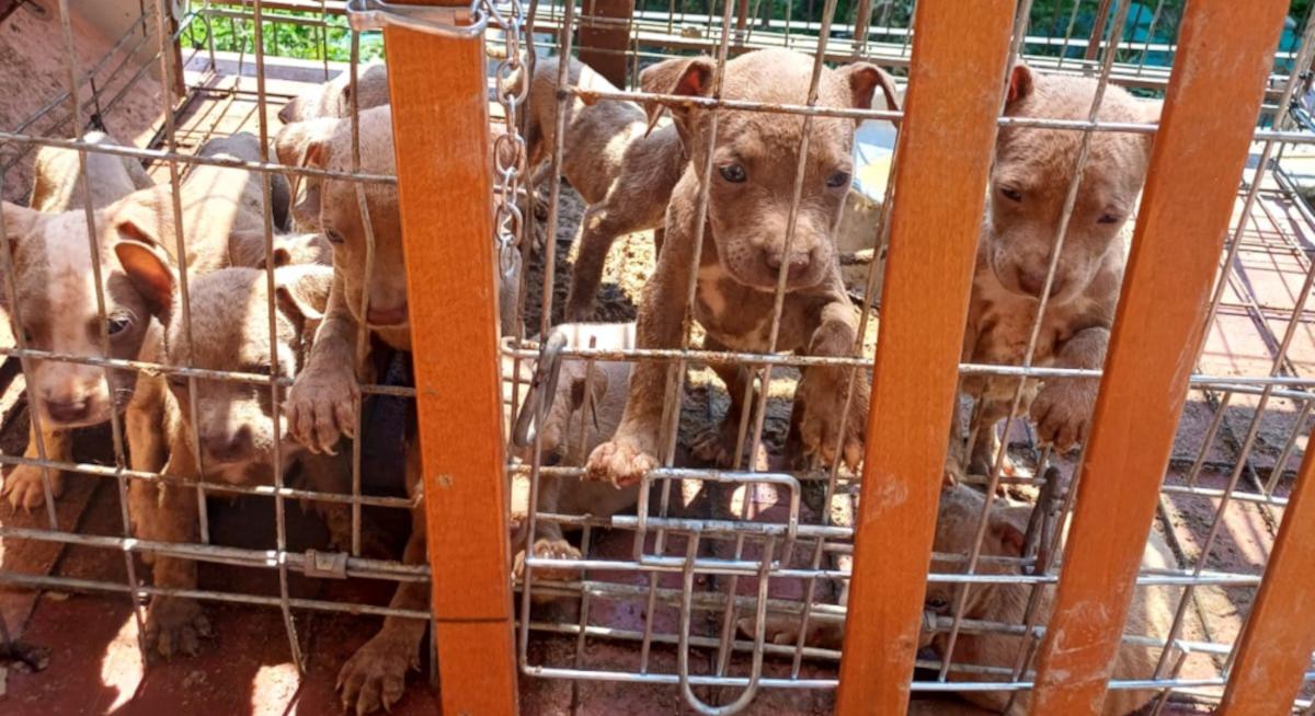 Calolziocorte, 10 cuccioli lasciati in gabbia sotto il sole a 34 gradi e senza acqua: “Stavano morendo” Calolziocorte, 10 cuccioli lasciati in gabbia sotto il sole a 34 gradi e senza acqua: “Stavano morendo”