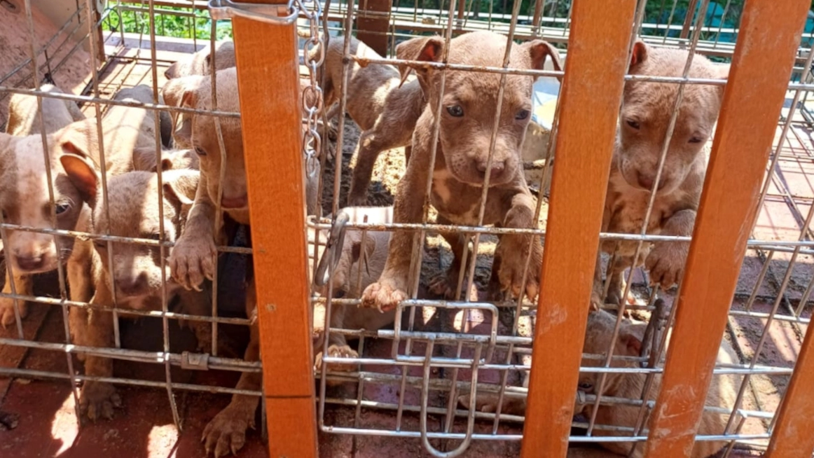 I cuccioli salvati I cuccioli salvati