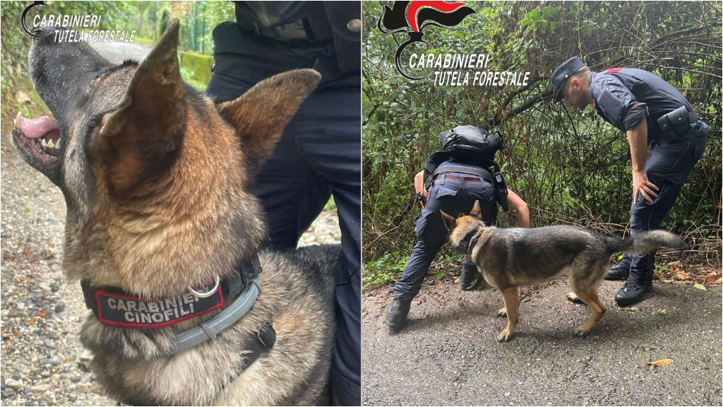 Senna, il cane dell'Unità Cinofila Antiveleno Carabinieri Senna, il cane dell'Unità Cinofila Antiveleno Carabinieri